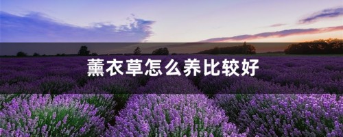 薰衣草怎么养比较好