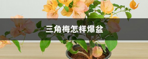 三角梅怎样爆盆