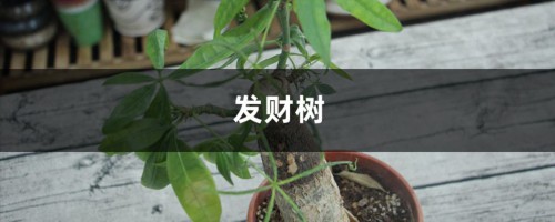 发财树卷叶 栀子发黄，别忽视，小心出大问题！