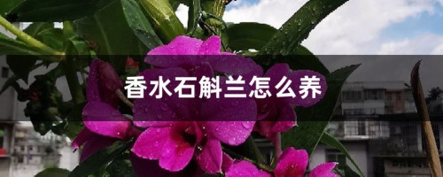 香水石斛兰怎么养