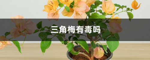 三角梅有毒吗？