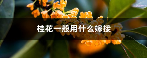 桂花一般用什么嫁接