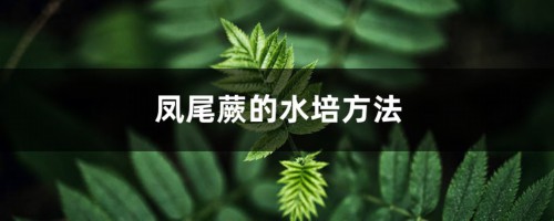 凤尾蕨的水培方法