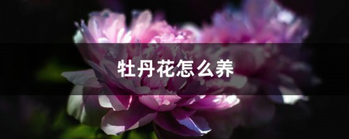 牡丹花怎么养