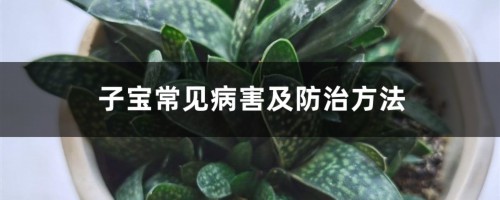 子宝常见病害及防治方法