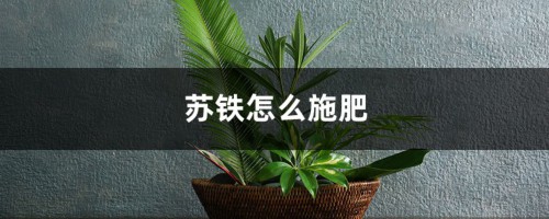 苏铁怎么施肥